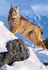 Castorland legpuzzel austere ascent 1000 stukjes
