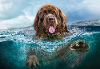 Castorland puzzel grote bruine hond 1000 stukjes