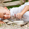Schleich triceratops 15000
