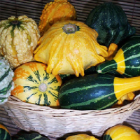 10 Pcs Doll Pumpkin Seeds Vegetable Seeds