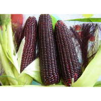 10 Pcs Red Waxy Corn Seeds Novelty Vegetable Seed
