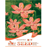 10 Seed Belamcanda Blackberry Lily Seeds