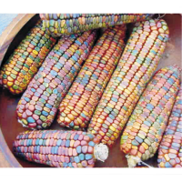 10 Seeds Multicolor Fresh Healthy Green Corn