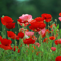 100 Red Corn Poppy Papaver Rhoeas Garden Flower Seeds
