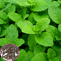 1000Pcs Mentha Viridis Seeds Mint Spearmint Spicata Peppermint