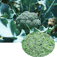 100Pcs Organic Broccoli Seed Home Vegetable Garden Seed