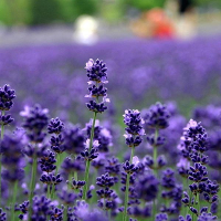 100Pcs Provence Lavender Seeds Garden Aromatic Plant