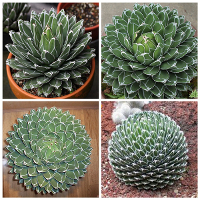 10Pcs Agave Victoriae Reginae Seeds Maguey Seeds Succulent Plant Seeds