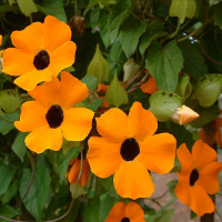 10Pcs Black Eyed Susan Vine Thunbergia Alata Seeds