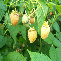 10Pcs Blackberry Yellow Raspberries Fruit Raspberry Seeds 2 Colors