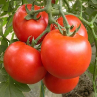 10Pcs Brandywine Tomato Seeds Garden Fruit Vegetable Seeds