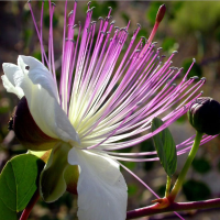 10Pcs European Capparis Spinosa Seed Spice Plant