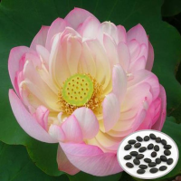 10Pcs Fingered Citron Avalokitesvara Bowl Lotus Seeds