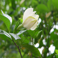 10Pcs Gardenia Cape Jasmine Flower Jasmine Gardenia Seed