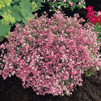 10Pcs Gypsophila Garden Bride Pink Seeds