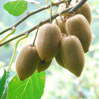 10Pcs Kiwi Fruit Actinidia Vine Chinese Gooseberry Seeds
