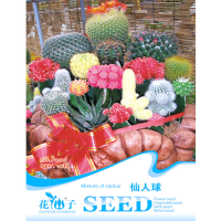 10Pcs Mixture Cactus Seeds Succulent Flower Seeds