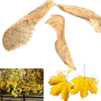 10Pcs Norway Maple Seeds Gold Leaf Garden Street Park Plant Seeds