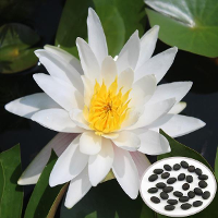 10Pcs Nymphaea Gonnere Lotus Seeds Garden White Lotus Aquatic Plant