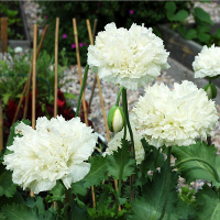 10Pcs Papaver Rhoeas Europe White Corn Poppy Flower Seeds