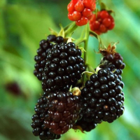 10Pcs Pre Stratified Blackberry Seeds Outdoor Plants