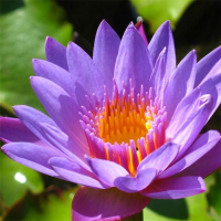 10Pcs Purple Daisy Lotus Seeds Garden Water Pond Plants