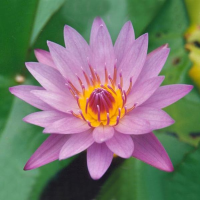 10Pcs Purple Lady Bowl Lotus Seeds