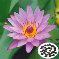 10Pcs Purple Lady Bowl Lotus Seeds Garden Aquatic Plant