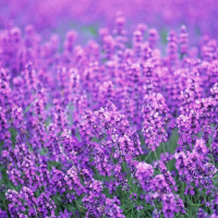 10Pcs Purple Lavender Seeds Aromatic Plant Garden Plants