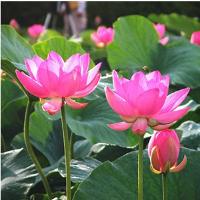 10Pcs Red Bowel Lotus Seeds