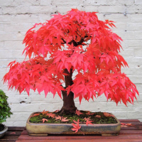 10Pcs Red Maple Seeds Garden Indoor Beautiful Potting Plant
