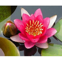 10Pcs Red Water Lily Seeds