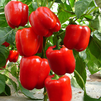 10Pcs Space Square Pepper Seeds Mildly Spicy