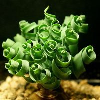 10Pcs Spiral Grass Seed Shape Like Spring Interest Bonsai Plant