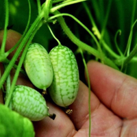 10Pcs Super Mini Watermelon Seeds Thumb Seeds