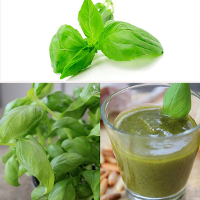 10Pcs Sweet Basil Italian Cooking Spice Plant Seeds