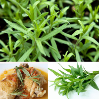 10Pcs Tarragon Seed Artemisia Dracunculus Seed