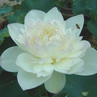 10Pcs White Bowl Lotus Seeds
