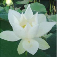 10Pcs White Lotus Seeds
