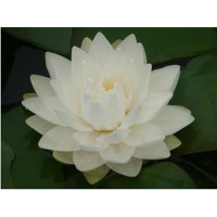 10Pcs White Water Lily Seeds
