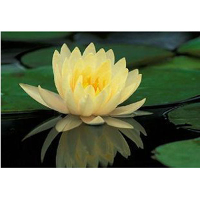 10Pcs Yellow Water Lily Seeds