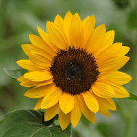 15 Pcs Dwarf Sunflower Seeds Garden Plants Home Yard Dec