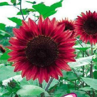 15Pcs Diy Sunflower Flower Seeds Garden Planting