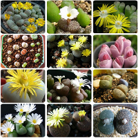 15Pcs Succulent Lithops Cactus Flower Seeds Living Stones Seeds