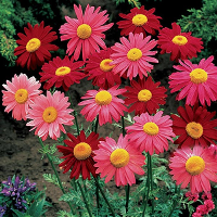 20 Garden Home Planting Pyrethrum Seeds