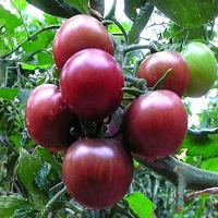 20 Pcs Black Pearl Tomato Seeds High Vitamin Plant Seeds