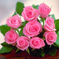 20 Pcs Pink Rose Flower Seeds Romantic Flower Seeds
