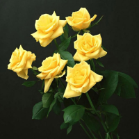 20 Pcs Yellow Rose Flower Seeds Good Fortune Flower