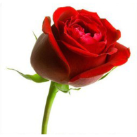 20 Red Rose Flower Rose4 Seeds