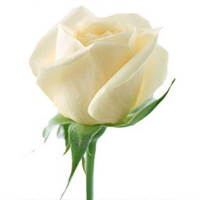 20 White Rose Flower Rose Seeds